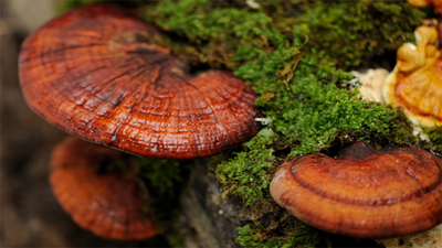 How Super Mushrooms Have Benefited Our Lives Since Ancient Times