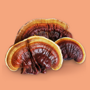 Red Reishi & Turkey Tail Mushroom Elixir 70g / BOOST IMMUNITY & FOCUS / for Tea, Smoothies, Coffee & Cooking